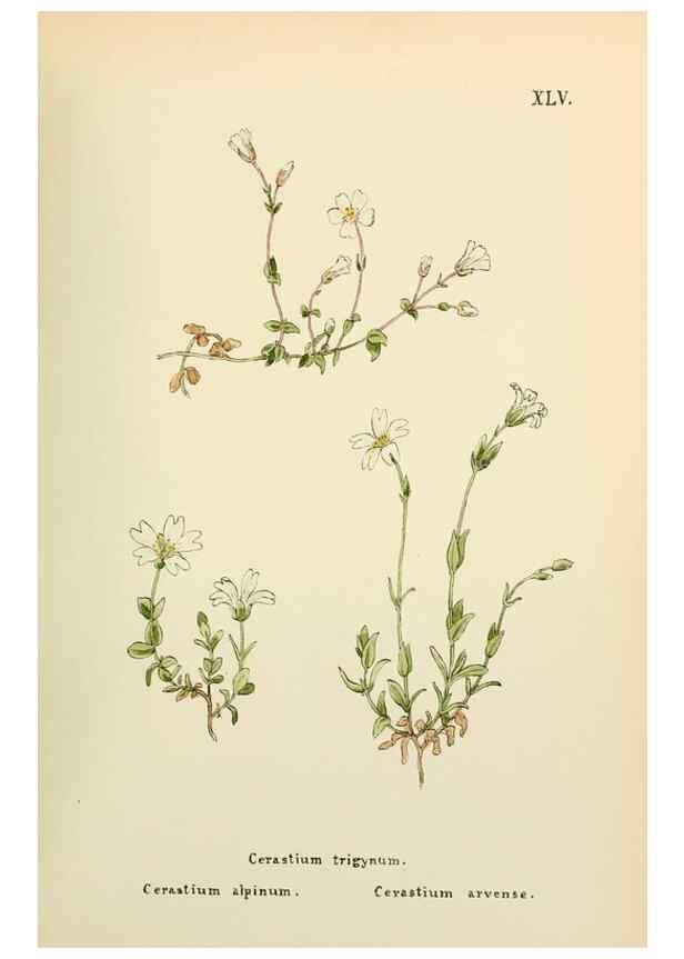 Reproducción/Reproduction 48591679426: Flowers of the Engadine.. Winchester,Printed for the Author by Warren and Son,1891.. 