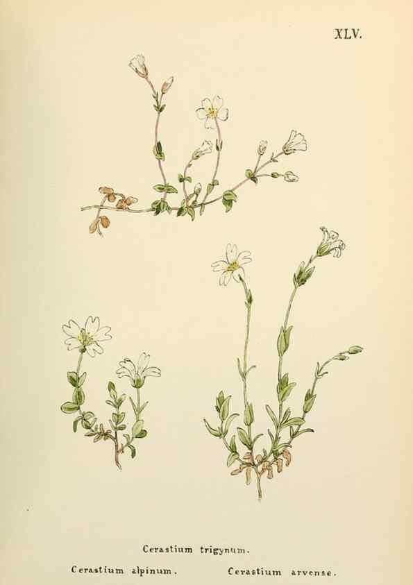 Reproducción/Reproduction 48591679426: Flowers of the Engadine.. Winchester,Printed for the Author by Warren and Son,1891.. 