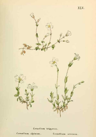 Reproducción/Reproduction 48591679426: Flowers of the Engadine.. Winchester,Printed for the Author by Warren and Son,1891.. 