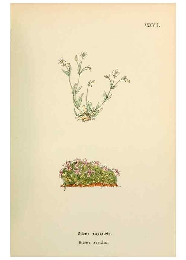 Reproducción/Reproduction 48591821507: Flowers of the Engadine.. Winchester,Printed for the Author by Warren and Son,1891.. 