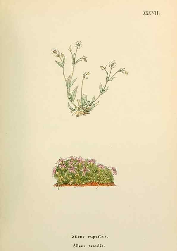 Reproducción/Reproduction 48591821507: Flowers of the Engadine.. Winchester,Printed for the Author by Warren and Son,1891.. 