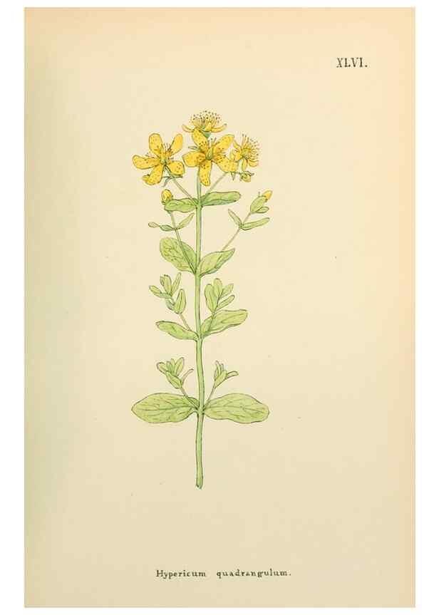 Reproducción/Reproduction 48591680026: Flowers of the Engadine.. Winchester,Printed for the Author by Warren and Son,1891.. 