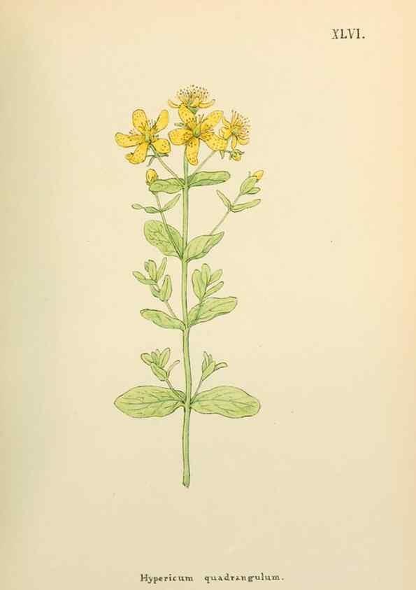 Reproducción/Reproduction 48591680026: Flowers of the Engadine.. Winchester,Printed for the Author by Warren and Son,1891.. 