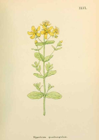 Reproducción/Reproduction 48591680026: Flowers of the Engadine.. Winchester,Printed for the Author by Warren and Son,1891.. 