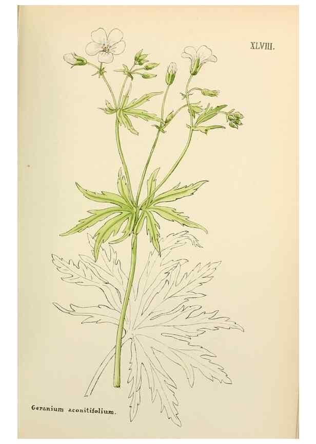 Reproducción/Reproduction 48591680896: Flowers of the Engadine.. Winchester,Printed for the Author by Warren and Son,1891.. 