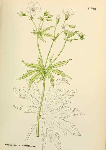 Reproducción/Reproduction 48591680896: Flowers of the Engadine.. Winchester,Printed for the Author by Warren and Son,1891.. 