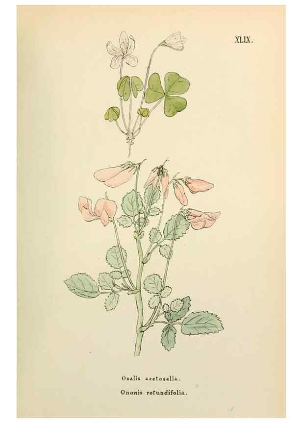 Reproducción/Reproduction 48591681361: Flowers of the Engadine.. Winchester,Printed for the Author by Warren and Son,1891.. 