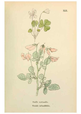 Reproducción/Reproduction 48591681361: Flowers of the Engadine.. Winchester,Printed for the Author by Warren and Son,1891.. 