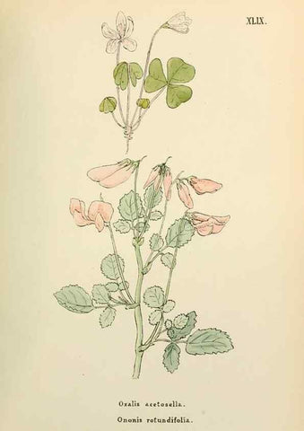 Reproducción/Reproduction 48591681361: Flowers of the Engadine.. Winchester,Printed for the Author by Warren and Son,1891.. 
