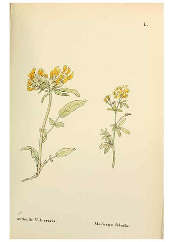 Reproducción/Reproduction 48591681691: Flowers of the Engadine.. Winchester,Printed for the Author by Warren and Son,1891.. 