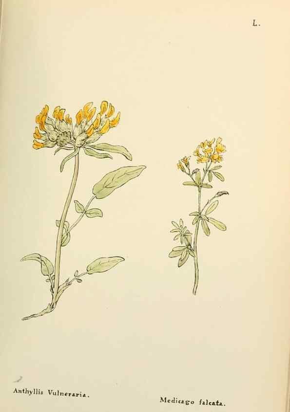 Reproducción/Reproduction 48591681691: Flowers of the Engadine.. Winchester,Printed for the Author by Warren and Son,1891.. 