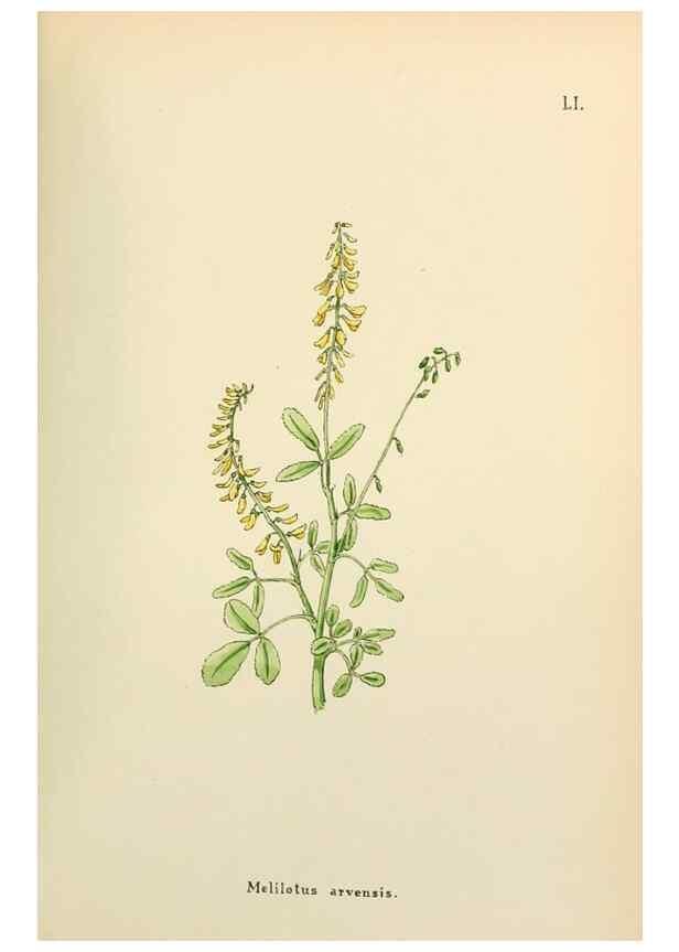 Reproducción/Reproduction 48591827497: Flowers of the Engadine.. Winchester,Printed for the Author by Warren and Son,1891.. 