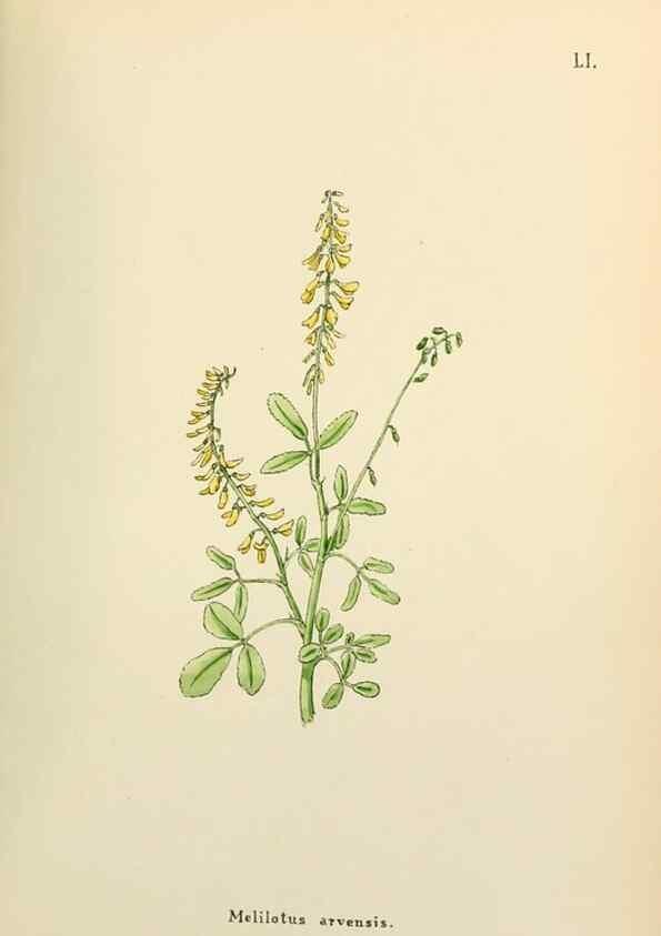 Reproducción/Reproduction 48591827497: Flowers of the Engadine.. Winchester,Printed for the Author by Warren and Son,1891.. 