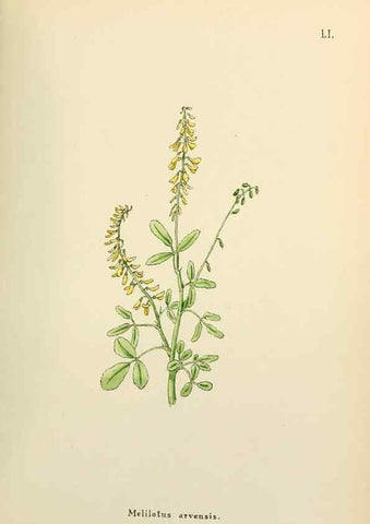 Reproducción/Reproduction 48591827497: Flowers of the Engadine.. Winchester,Printed for the Author by Warren and Son,1891.. 