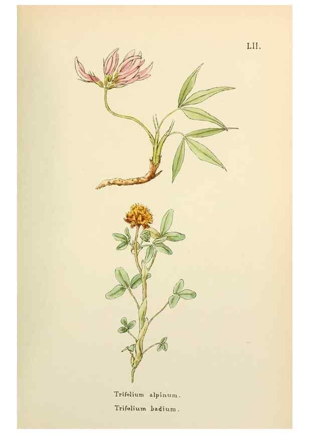 Reproducción/Reproduction 48591827887: Flowers of the Engadine.. Winchester,Printed for the Author by Warren and Son,1891.. 