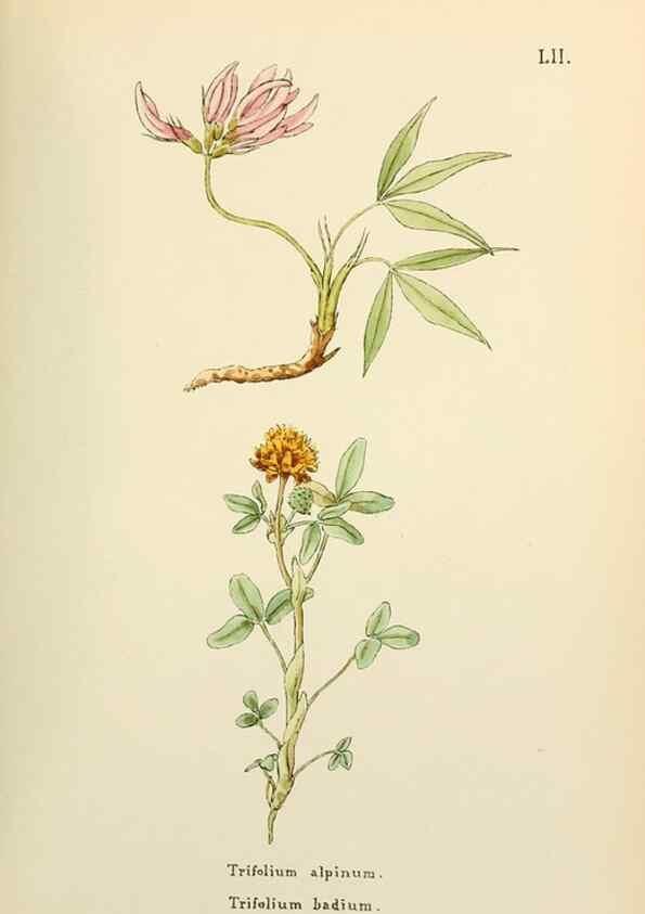 Reproducción/Reproduction 48591827887: Flowers of the Engadine.. Winchester,Printed for the Author by Warren and Son,1891.. 