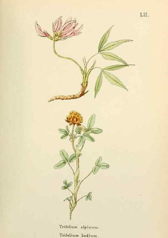 Reproducción/Reproduction 48591827887: Flowers of the Engadine.. Winchester,Printed for the Author by Warren and Son,1891.. 