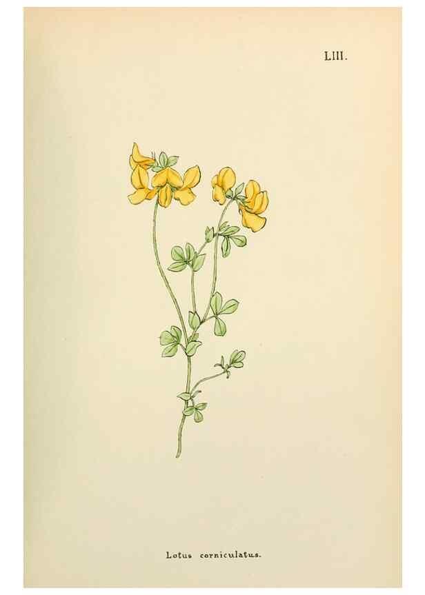 Reproducción/Reproduction 48591828212: Flowers of the Engadine.. Winchester,Printed for the Author by Warren and Son,1891.. 