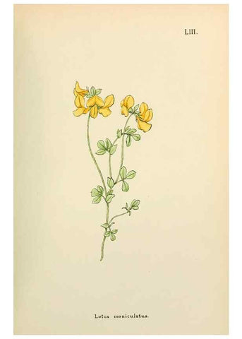 Reproducción/Reproduction 48591828212: Flowers of the Engadine.. Winchester,Printed for the Author by Warren and Son,1891.. 