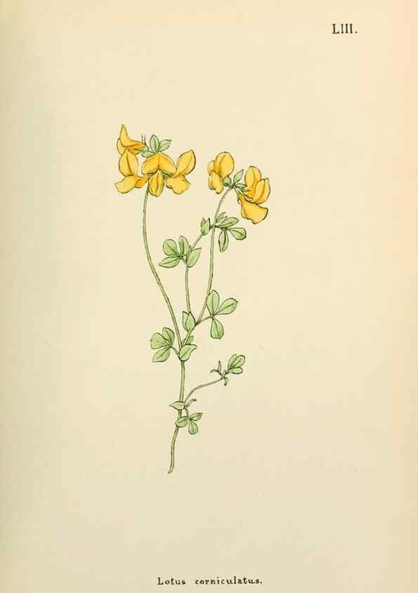 Reproducción/Reproduction 48591828212: Flowers of the Engadine.. Winchester,Printed for the Author by Warren and Son,1891.. 