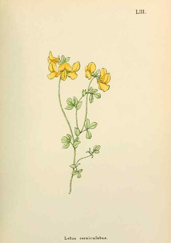 Reproducción/Reproduction 48591828212: Flowers of the Engadine.. Winchester,Printed for the Author by Warren and Son,1891.. 