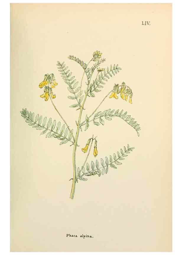 Reproducción/Reproduction 48591828587: Flowers of the Engadine.. Winchester,Printed for the Author by Warren and Son,1891.. 