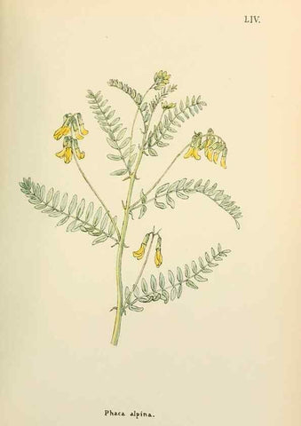 Reproducción/Reproduction 48591828587: Flowers of the Engadine.. Winchester,Printed for the Author by Warren and Son,1891.. 