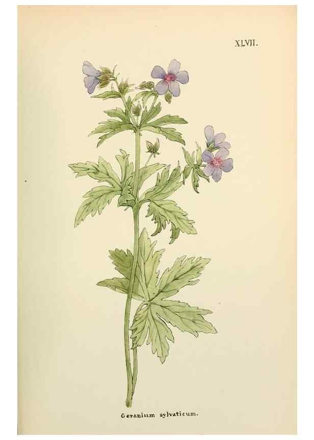 Reproducción/Reproduction 48591680461: Flowers of the Engadine.. Winchester,Printed for the Author by Warren and Son,1891.. 