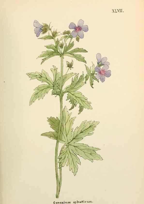 Reproducción/Reproduction 48591680461: Flowers of the Engadine.. Winchester,Printed for the Author by Warren and Son,1891.. 