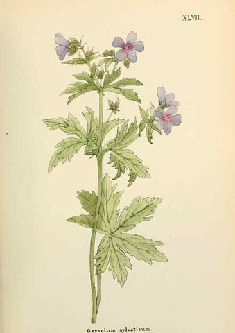 Reproducción/Reproduction 48591680461: Flowers of the Engadine.. Winchester,Printed for the Author by Warren and Son,1891.. 
