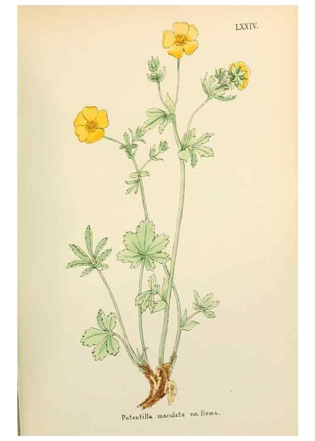 Reproducción/Reproduction 48591691606: Flowers of the Engadine.. Winchester,Printed for the Author by Warren and Son,1891.. 