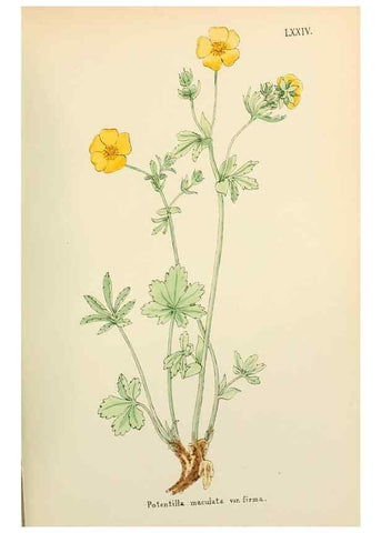 Reproducción/Reproduction 48591691606: Flowers of the Engadine.. Winchester,Printed for the Author by Warren and Son,1891.. 