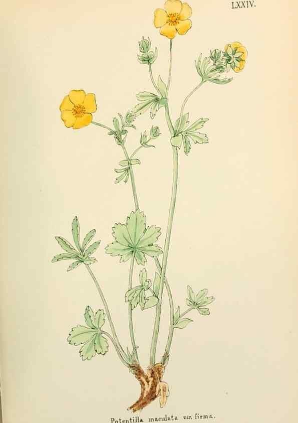 Reproducción/Reproduction 48591691606: Flowers of the Engadine.. Winchester,Printed for the Author by Warren and Son,1891.. 