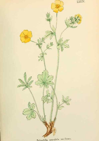 Reproducción/Reproduction 48591691606: Flowers of the Engadine.. Winchester,Printed for the Author by Warren and Son,1891.. 