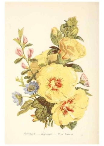 Reproducción/Reproduction 48591717802: The language of flowers, or, Floral emblems of thoughts, feelings, and sentiments /. London ;G. Routledge,1869.. 