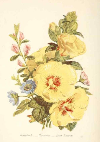 Reproducción/Reproduction 48591717802: The language of flowers, or, Floral emblems of thoughts, feelings, and sentiments /. London ;G. Routledge,1869.. 