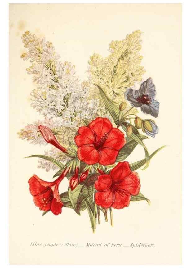 Reproducción/Reproduction 48591717132: The language of flowers, or, Floral emblems of thoughts, feelings, and sentiments /. London ;G. Routledge,1869.. 