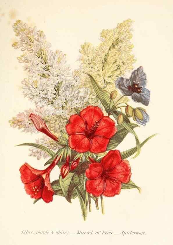 Reproducción/Reproduction 48591717132: The language of flowers, or, Floral emblems of thoughts, feelings, and sentiments /. London ;G. Routledge,1869.. 