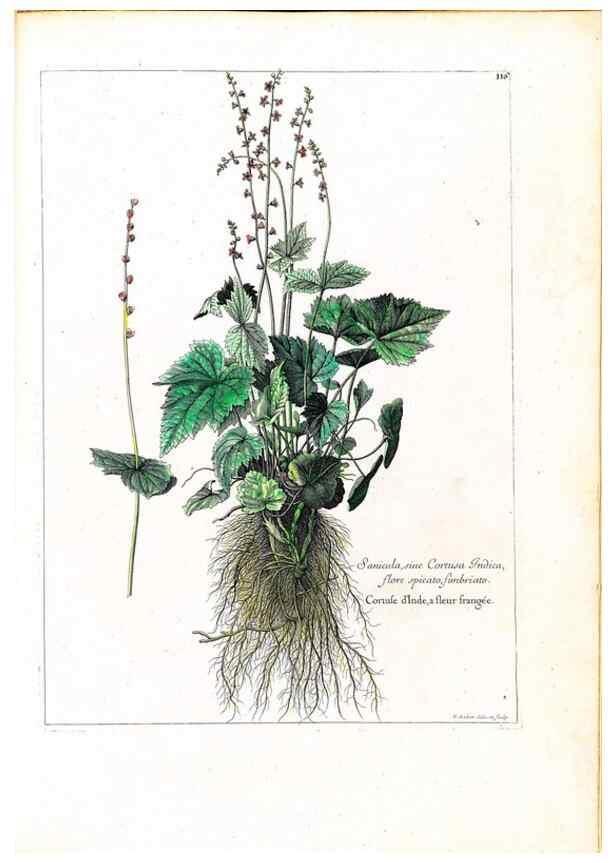 Reproducción/Reproduction 48584336477: [Recueil des plantes dessinées et gravées par ordre du roi Louis XIV].. Paris :Impr. royale,1786. 