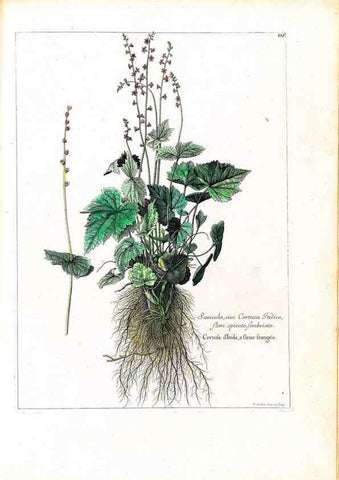 Reproducción/Reproduction 48584336477: [Recueil des plantes dessinées et gravées par ordre du roi Louis XIV].. Paris :Impr. royale,1786. 