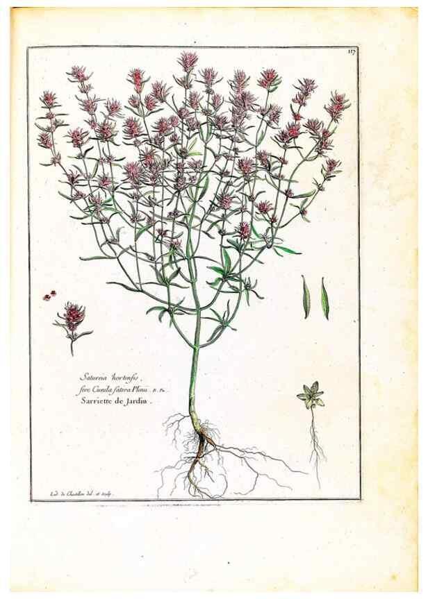 Reproducción/Reproduction 48584337147: [Recueil des plantes dessinées et gravées par ordre du roi Louis XIV].. Paris :Impr. royale,1786. 