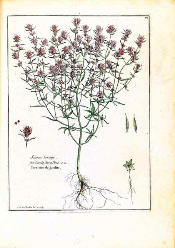 Reproducción/Reproduction 48584337147: [Recueil des plantes dessinées et gravées par ordre du roi Louis XIV].. Paris :Impr. royale,1786. 
