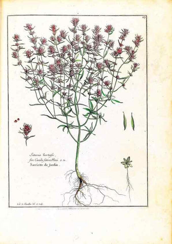 Reproducción/Reproduction 48584337147: [Recueil des plantes dessinées et gravées par ordre du roi Louis XIV].. Paris :Impr. royale,1786. 