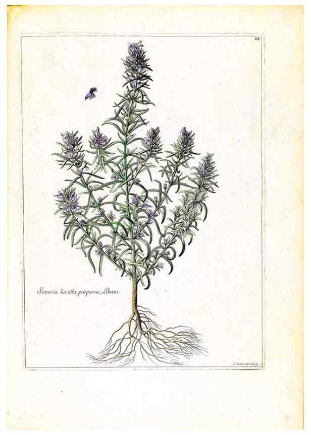 Reproducción/Reproduction 48584337772: [Recueil des plantes dessinées et gravées par ordre du roi Louis XIV].. Paris :Impr. royale,1786. 