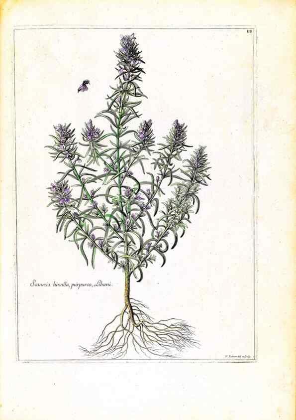 Reproducción/Reproduction 48584337772: [Recueil des plantes dessinées et gravées par ordre du roi Louis XIV].. Paris :Impr. royale,1786. 