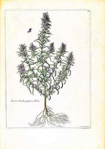 Reproducción/Reproduction 48584337772: [Recueil des plantes dessinées et gravées par ordre du roi Louis XIV].. Paris :Impr. royale,1786. 