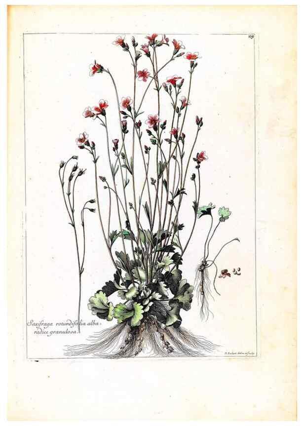 Reproducción/Reproduction 48584191326: [Recueil des plantes dessinées et gravées par ordre du roi Louis XIV].. Paris :Impr. royale,1786. 