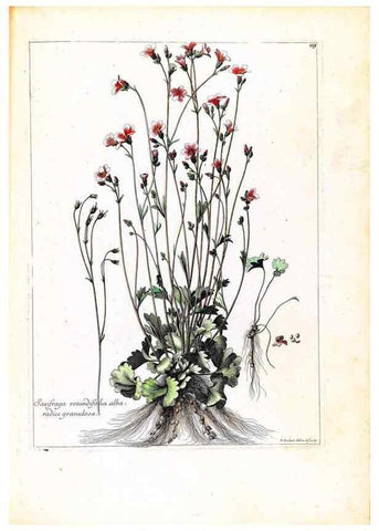 Reproducción/Reproduction 48584191326: [Recueil des plantes dessinées et gravées par ordre du roi Louis XIV].. Paris :Impr. royale,1786. 