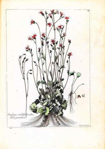 Reproducción/Reproduction 48584191326: [Recueil des plantes dessinées et gravées par ordre du roi Louis XIV].. Paris :Impr. royale,1786. 