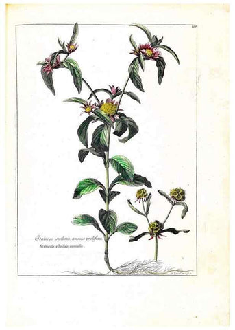 Reproducción/Reproduction 48584191816: [Recueil des plantes dessinées et gravées par ordre du roi Louis XIV].. Paris :Impr. royale,1786. 